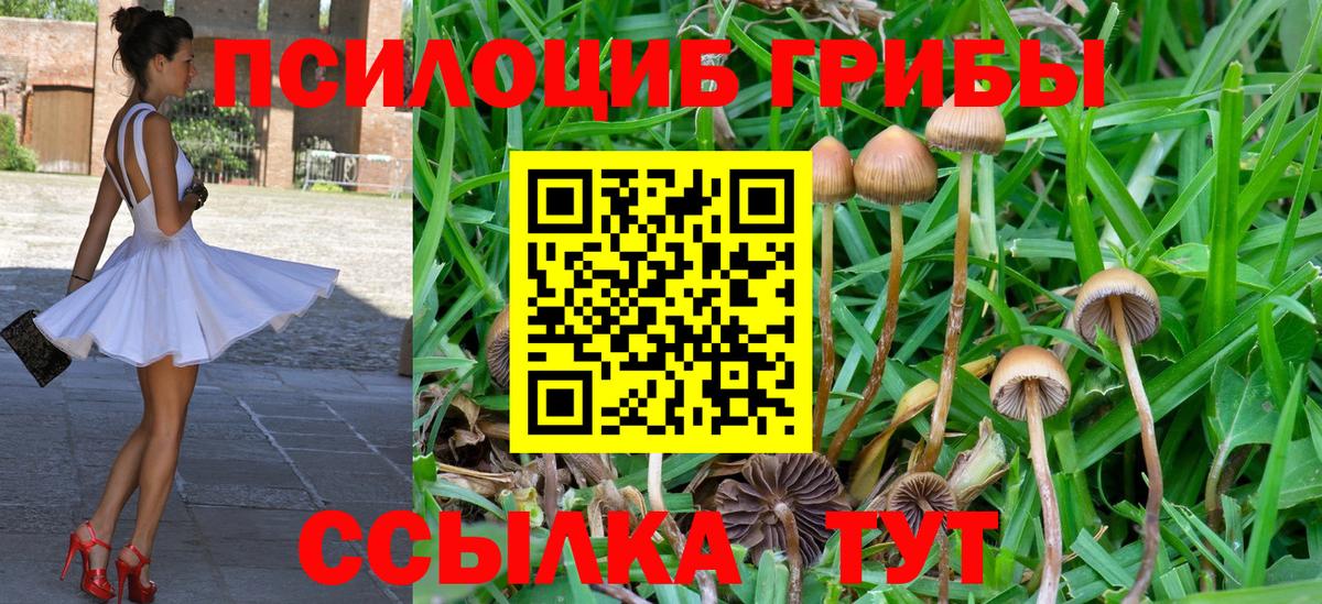 Псилоцибиновые грибы Psilocybine cubensis Минусинск